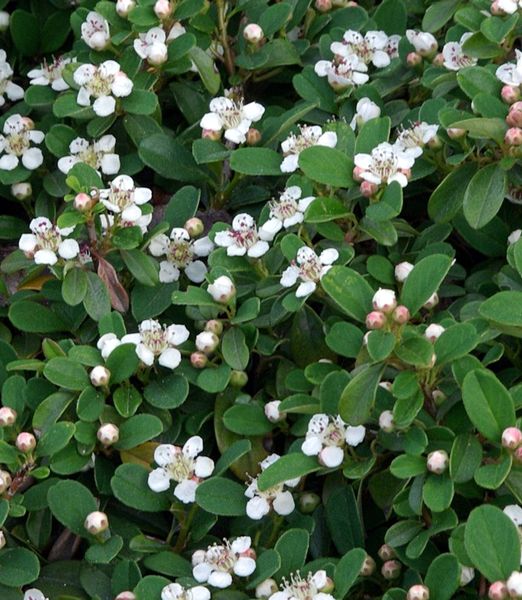 Cotoneaster 'Queen of Carpet' 80cm kmienok